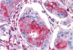 Frizzled-1 Antibody, Novus Biologicals 50 &mu;g; Unconjugated:Antibodies,